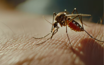What Are The Best Methods For Mosquito Control?