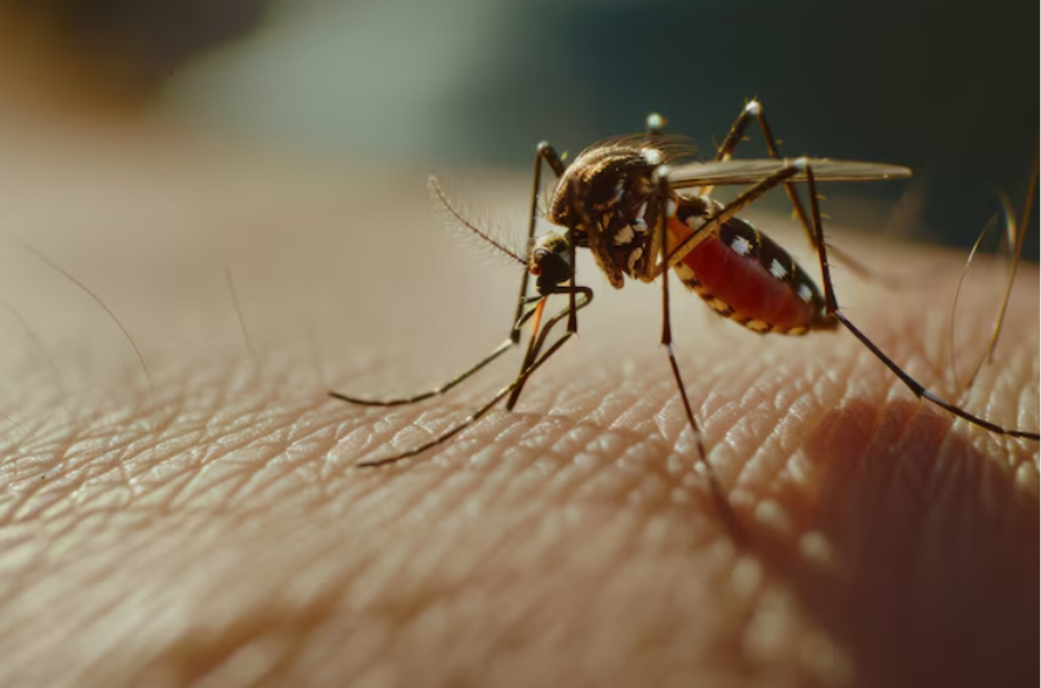 What Are The Best Methods For Mosquito Control?
